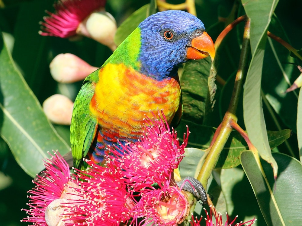 Aus queensland bird lorikeet