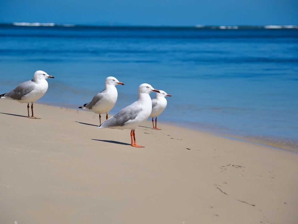 Vier Möwen stehen am Strand der Sunshine Coast