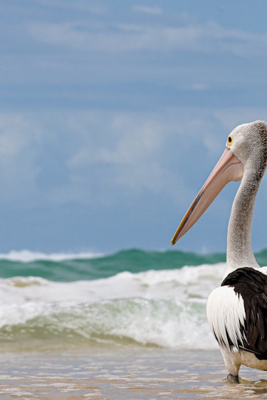 Aus queensland gold coast pelican beach