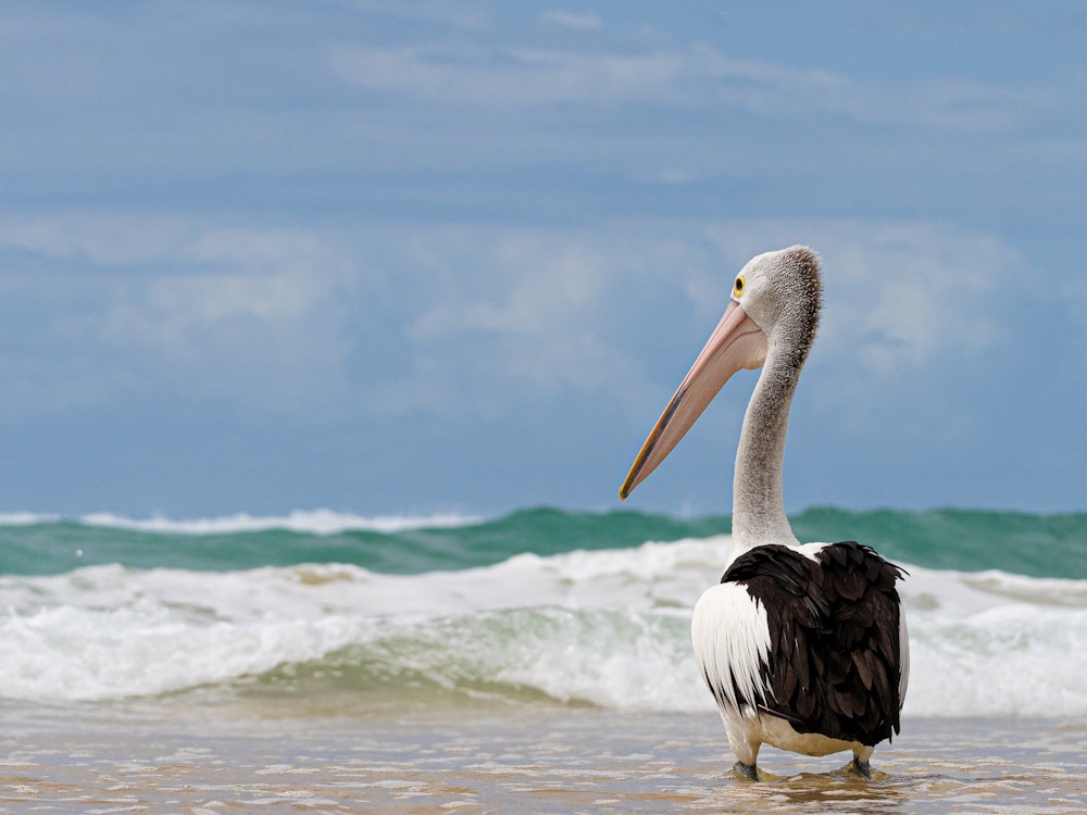 Aus queensland gold coast pelican beach