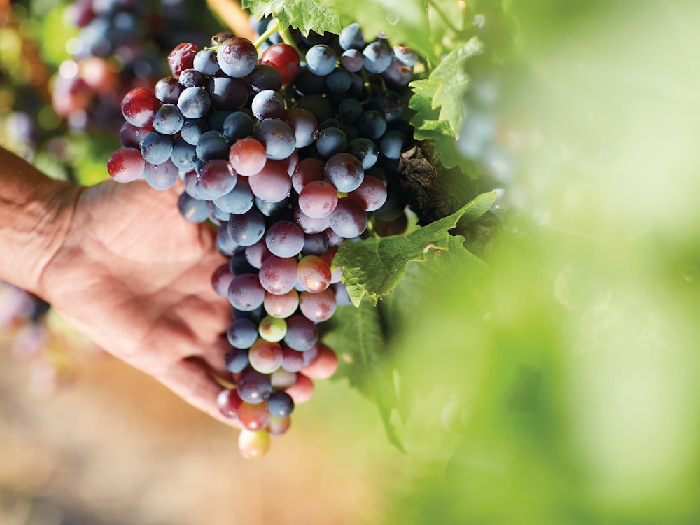 Aus queensland granite belt winery grapes credit Tourism and Events Queensland
