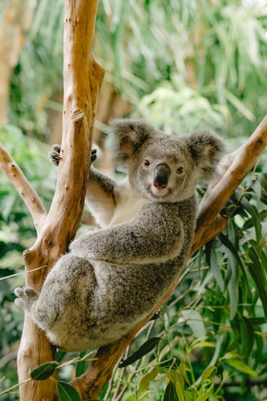Australien Queensland hamilton island koala