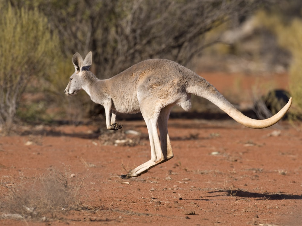 Aus queensland kangaroo outback i Stock