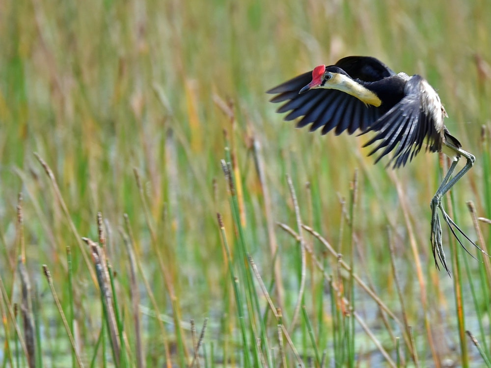 Vogel fliegt über die Feuchtgebiete von Mareeba