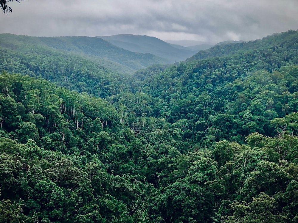 Aus queensland springbrook national park
