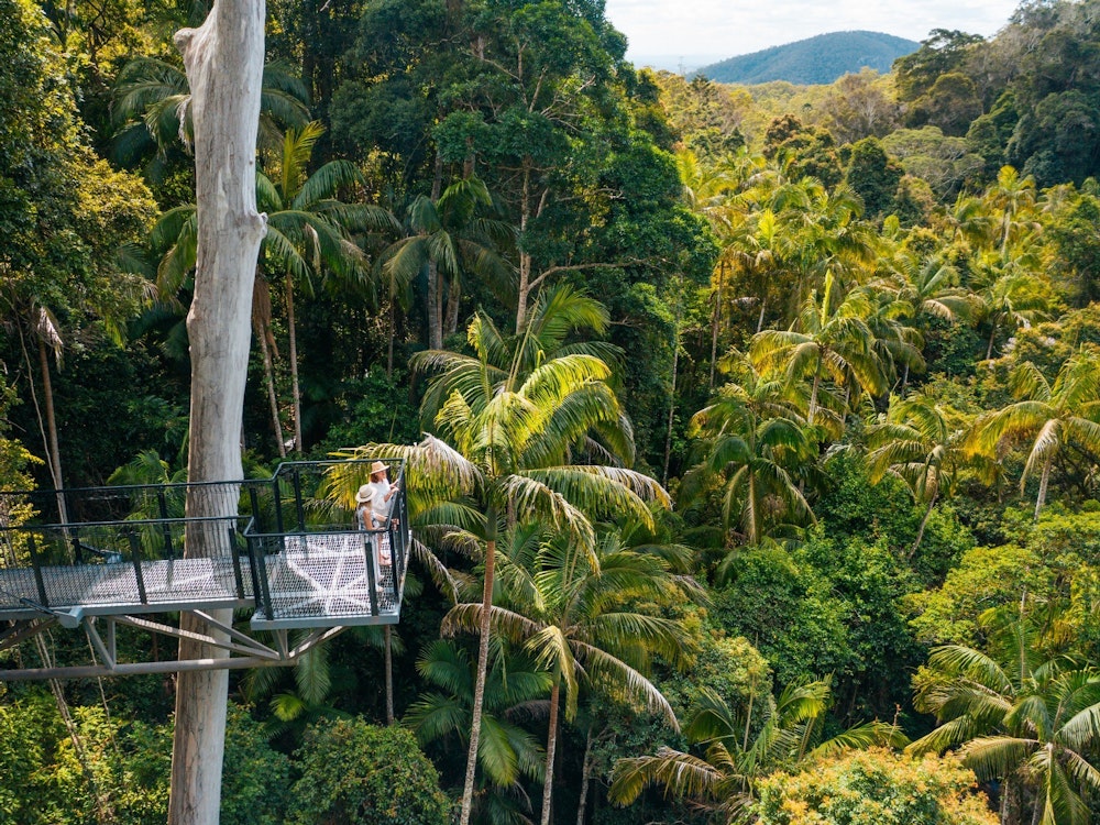 Aussichtsplattform über Regenwald im Tamborine Nationalpark