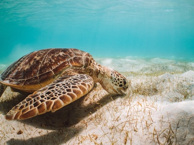 Een grote schildpad zwemt onderwater in Queensland