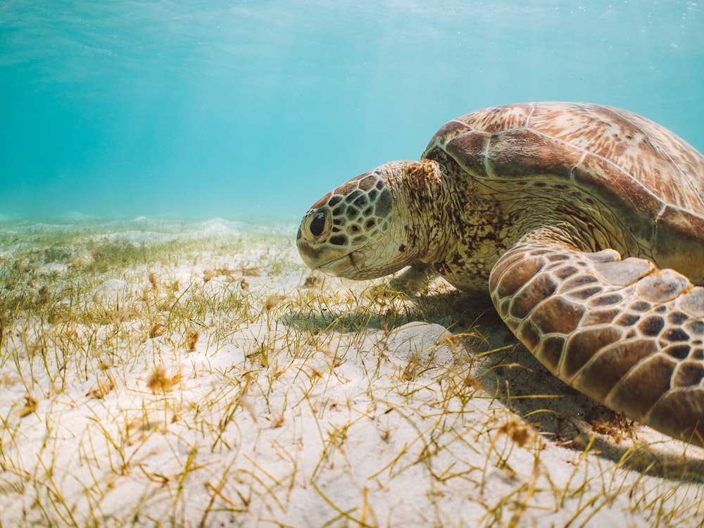 Schildkröte schwimmt über Meeresboden im great Barrier Reef