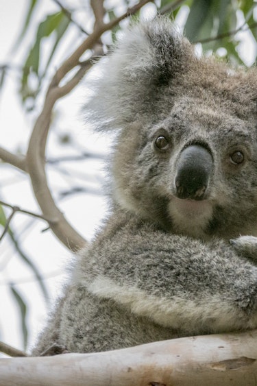 Aus victoria wildlife koala