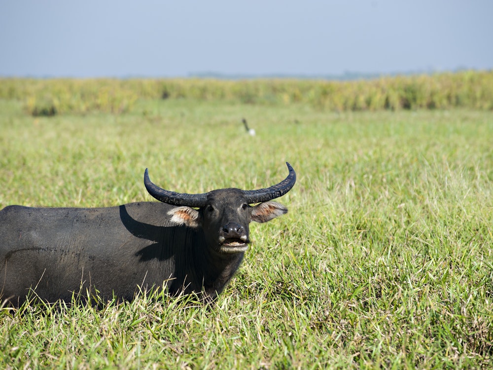 Lords Kakadu Arnhemland Safaris credit httpswww lords safaris com buffalo