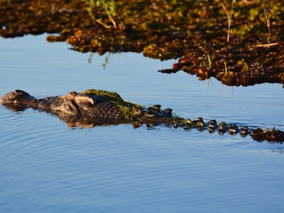 Lords Kakadu Arnhemland Safaris credit httpswww lords safaris com crocodile