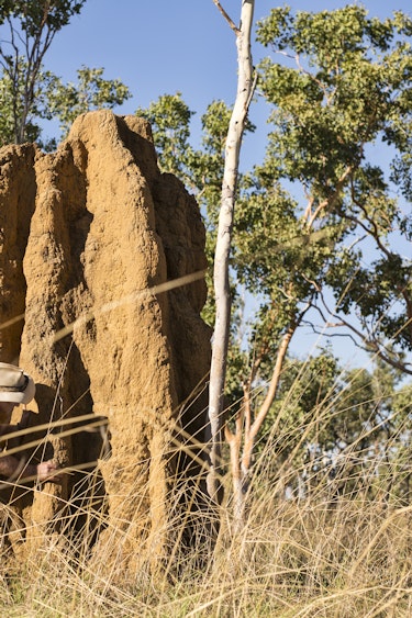 Lords Kakadu Arnhemland Safaris credit httpswww lords safaris com termite hills