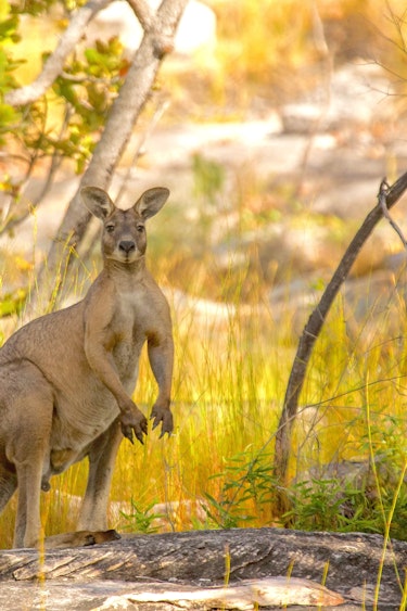 Aus NT Lords Kakadu Arnhemland Safaris kangaroo outback