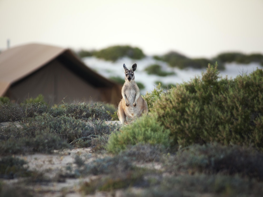 Een kangoeroe staat voor een accommodatie in Australië