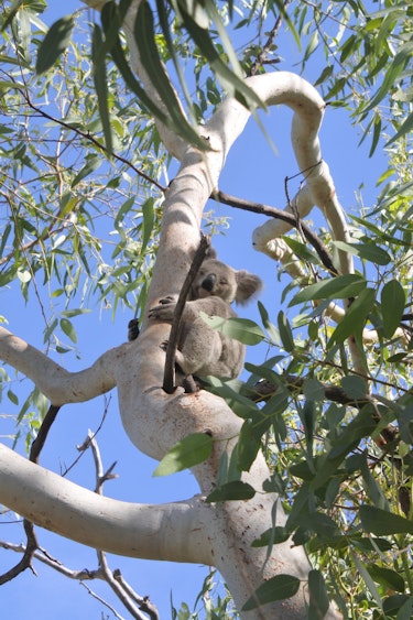 australien queensland JB Koalas Magnetic Island koala im baum