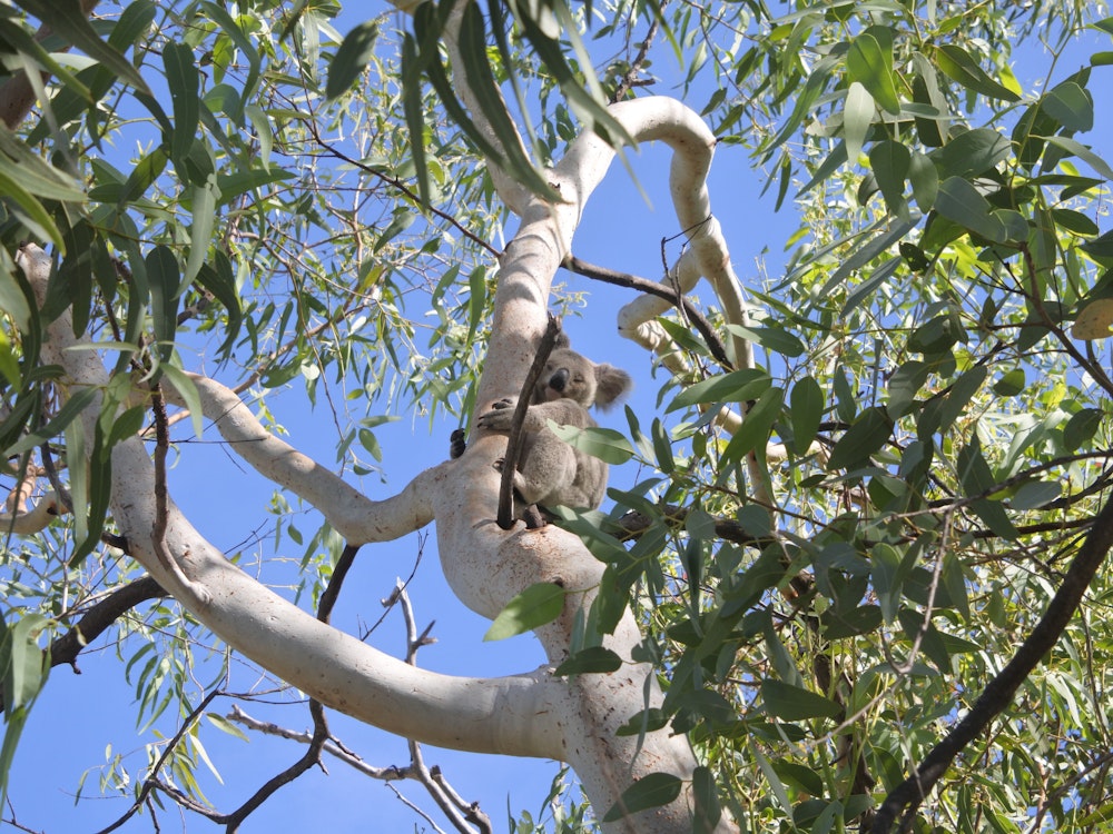 JB Koalas spotten in het wild Magnetic Island