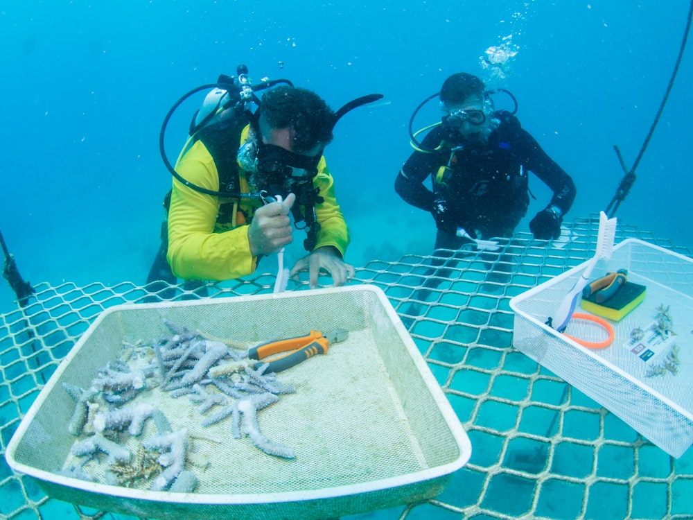 Neue Korallen züchten am Great Barrier Reef