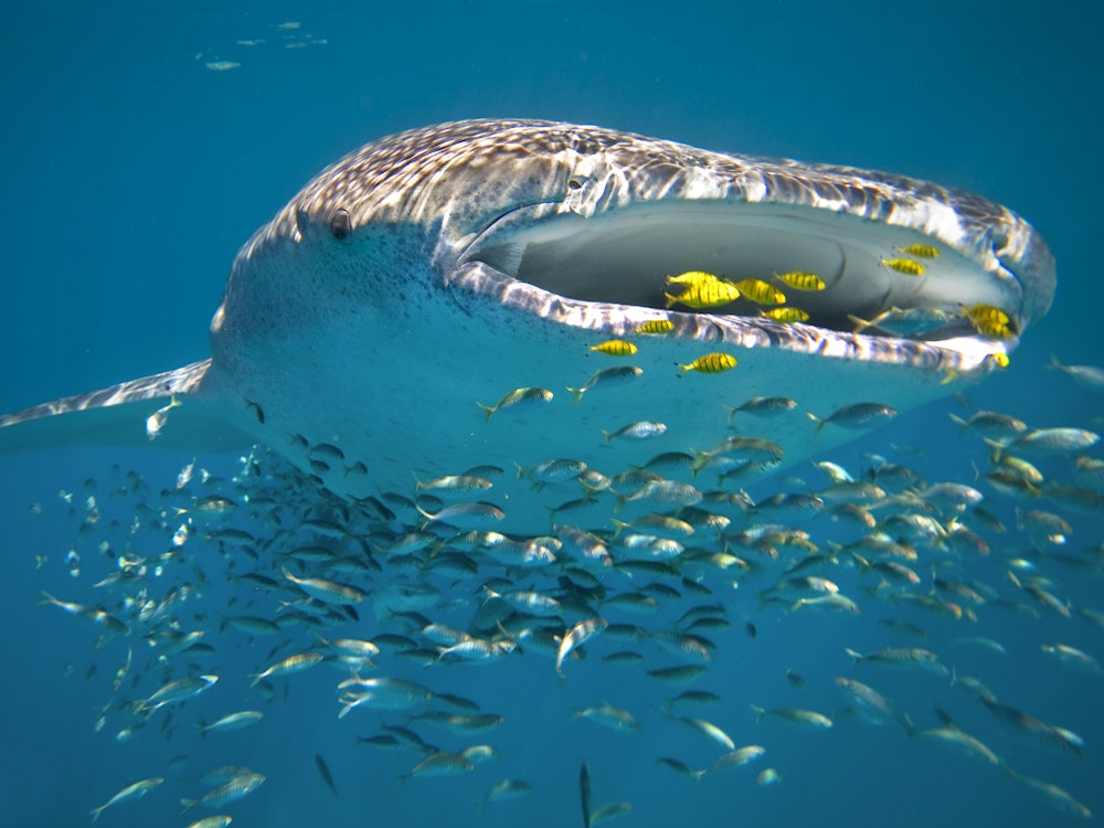 Walhai im Ningaloo Reef