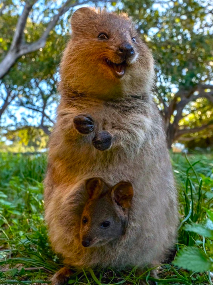 A smiling quokka with a baby in its pouch