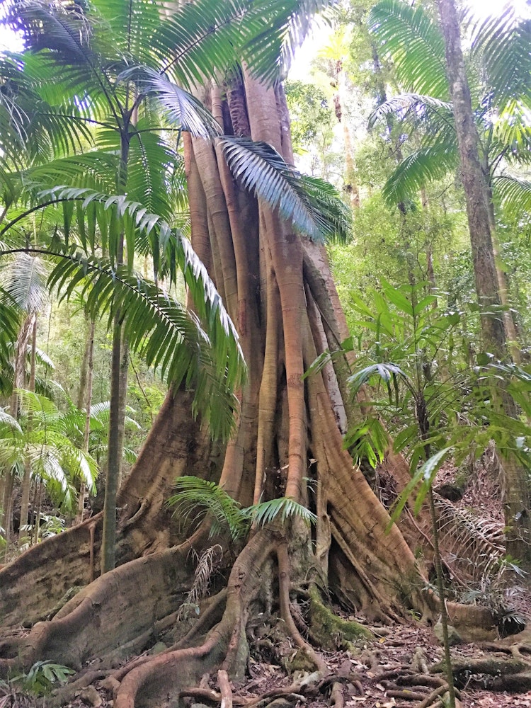 Een eeuwenoude boom in het Lamington National Park, Australië