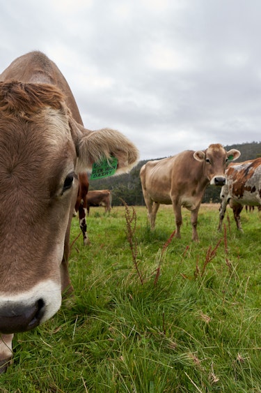 Aus tasmania cows Glen Huon Dairy Farm Farm Shop credit Robert King Visuals