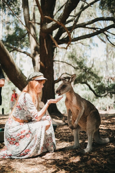 Australien Tasmanien Känguru Wildlife Sanctuary