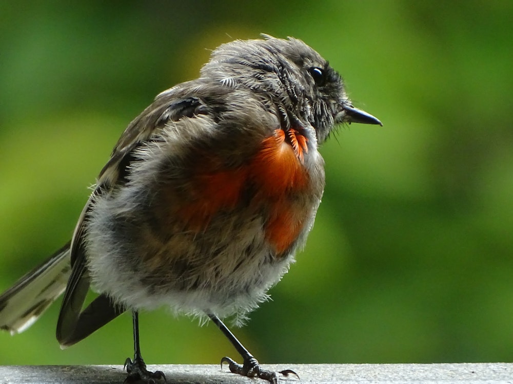 Aus tasmania robin bird credit arwen jayne unsplash