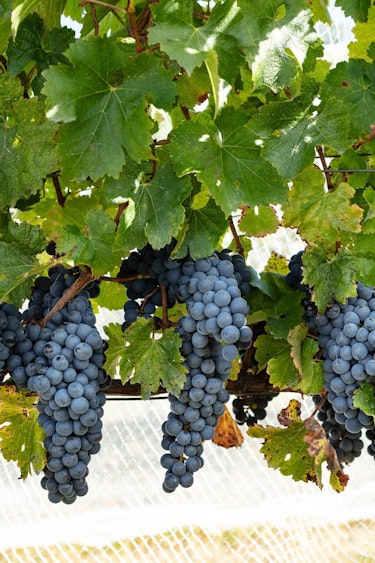 Aus tasmania vello wines winery grapes credit Kelly Slater