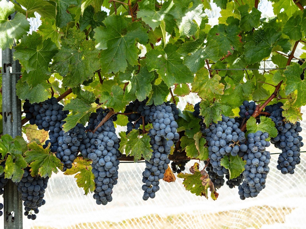 Groeiende druiven om wijn van te maken