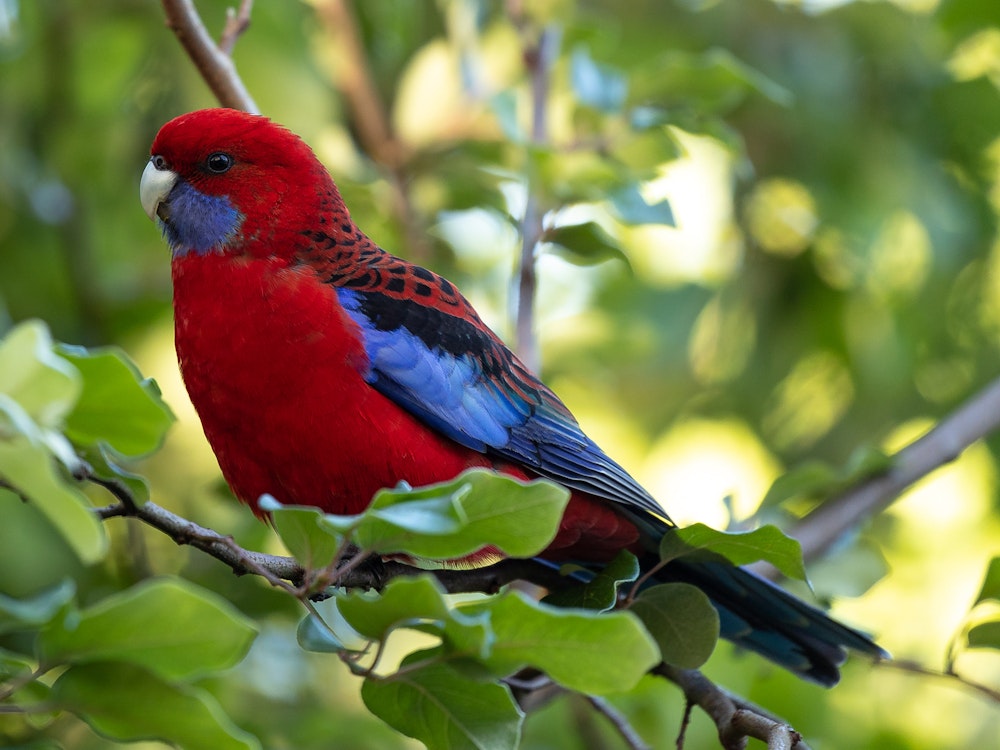 Crimson Rosellas | Australia wildlife