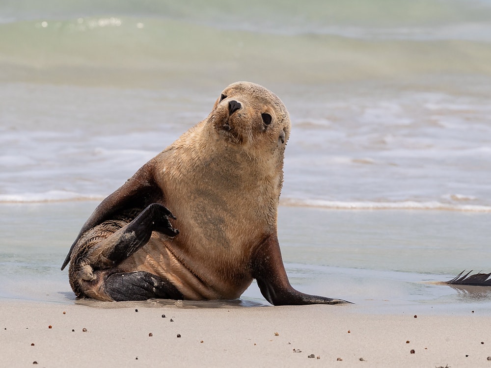 Seal | Australia wildlife