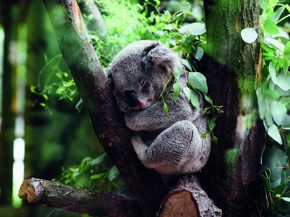 Koala schläft im Baum | Australien Tierwelt