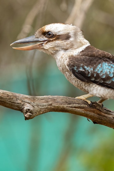 Au kookaburra bird tree discoverpage national parks