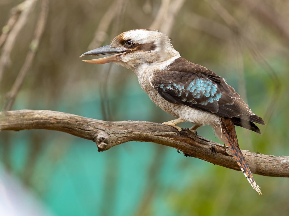 Een kookaburra zit op een tak in een national park