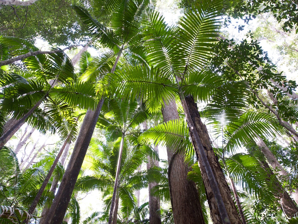 Hoge bomen in het regenwoud op Fraser Island