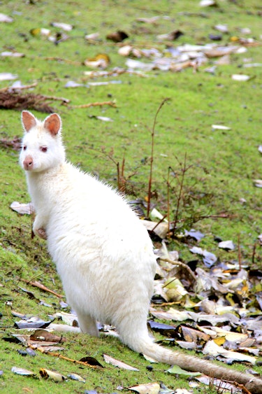 australien tasmanien weißes wallaby albino wallaby