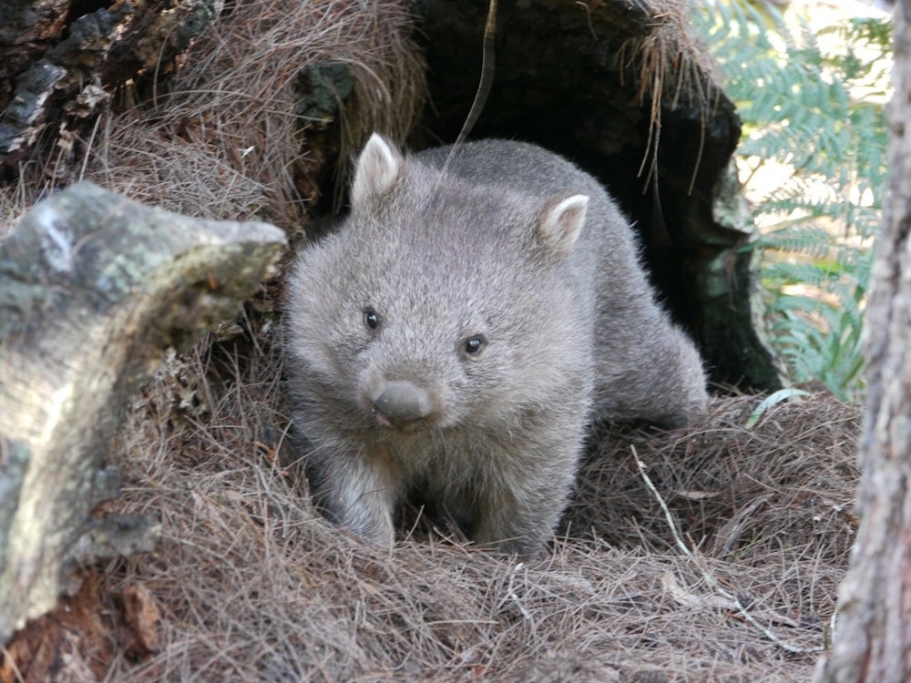 Wombat im Narawntapu Nationalpark in Tasmanien