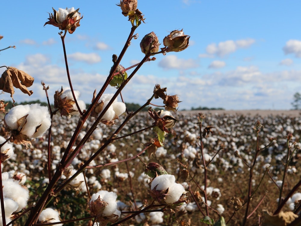 Aus cotton field farming