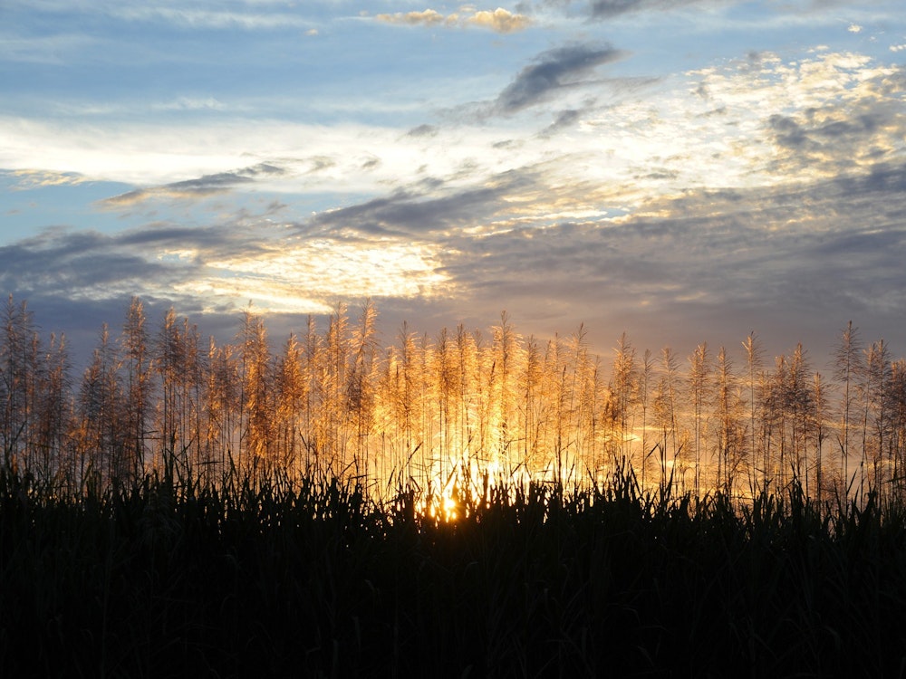 Aus sugar cane fields