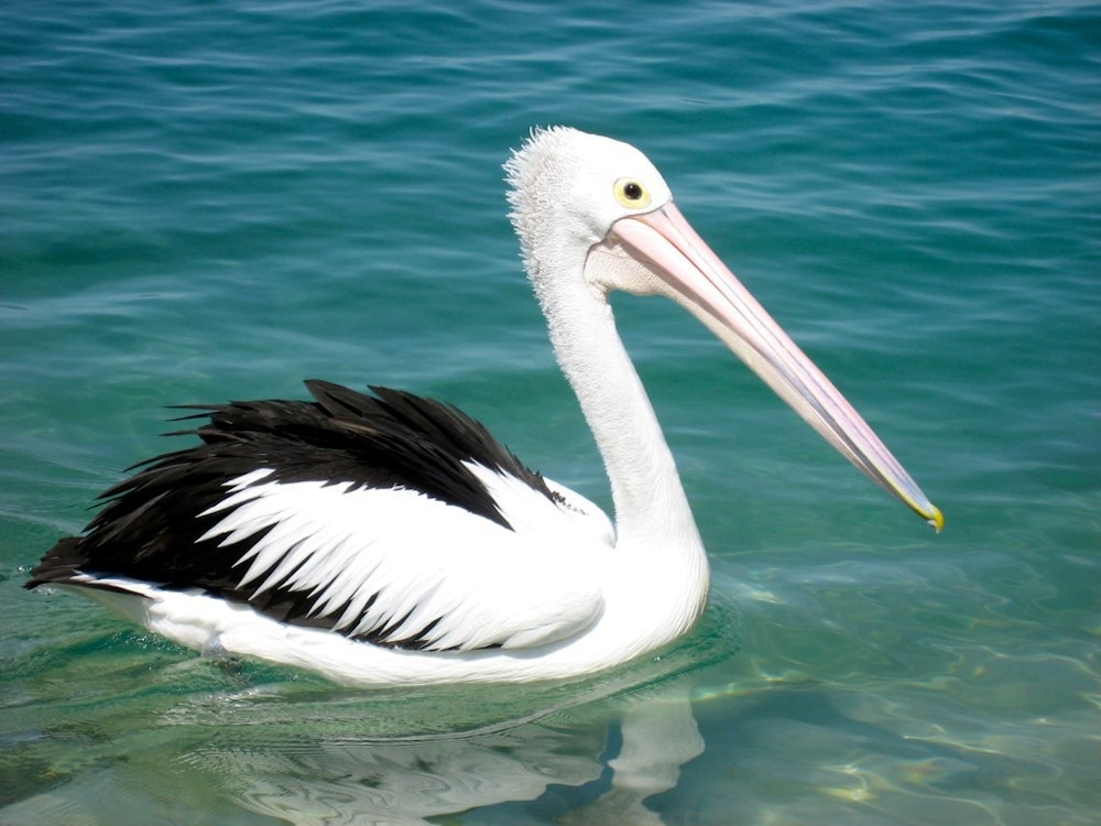 Een witte pelikaan in het water