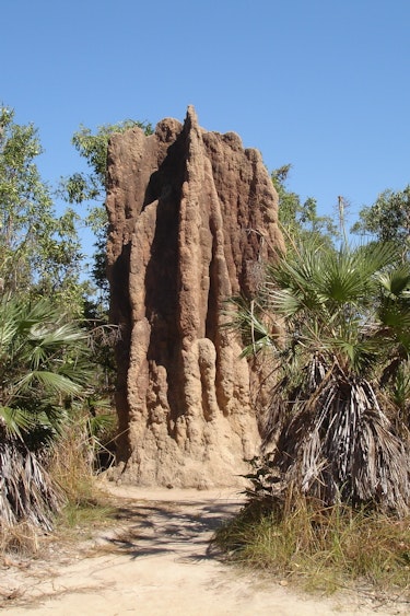 Australien Northern Territory litchfield nationalpark Termitenhügel