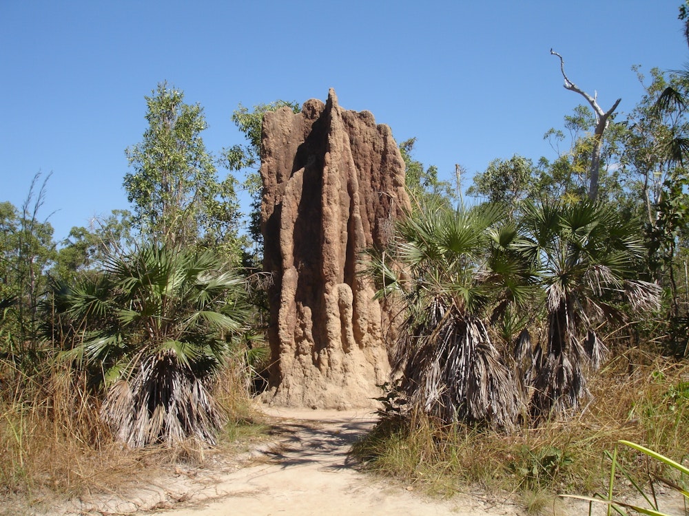 Hoher imposanter Termitenhügel umringt von Palmen im Litchfield Nationalpark