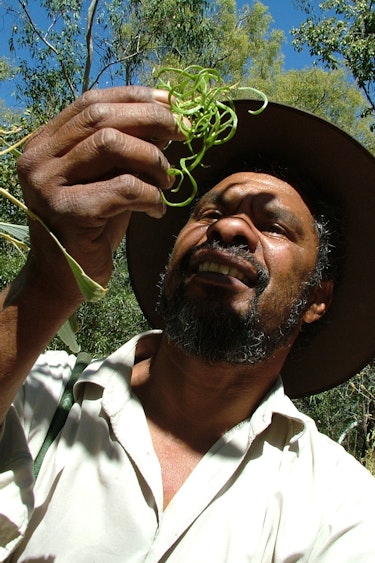 australien aborigine kultur bushfood