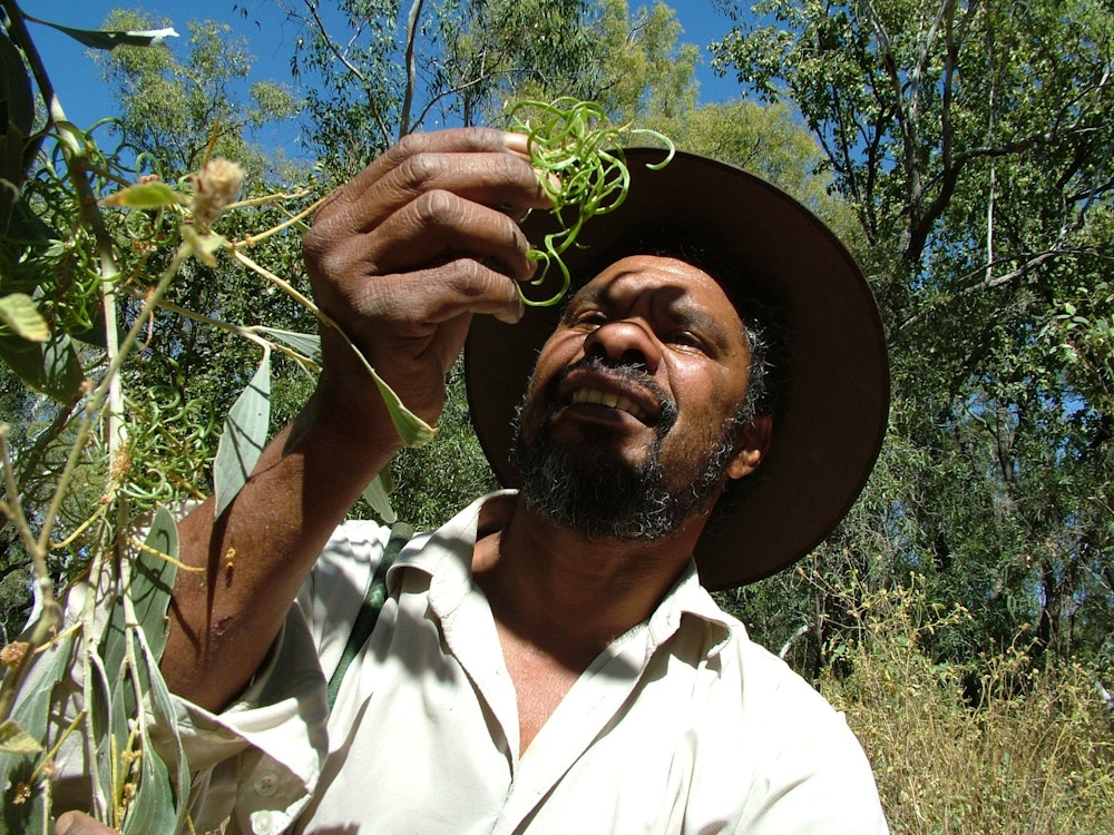 Ein Aboriginal Guide zeigt Buschfood an einer Pflanze