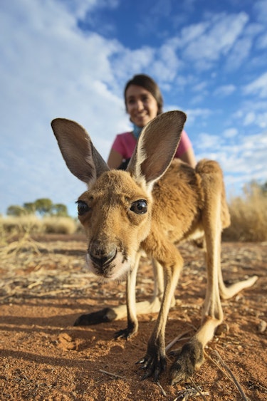 Australien Northern Territory alice springs kangaroo sanctuary