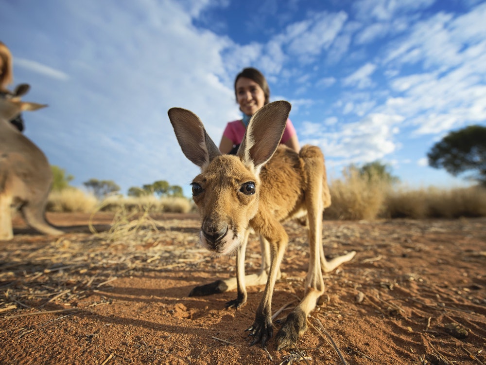 Baby Känguru im Desert Park in Alice Springs