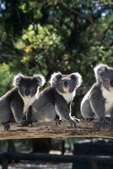 Travel Essence Australien Koalas