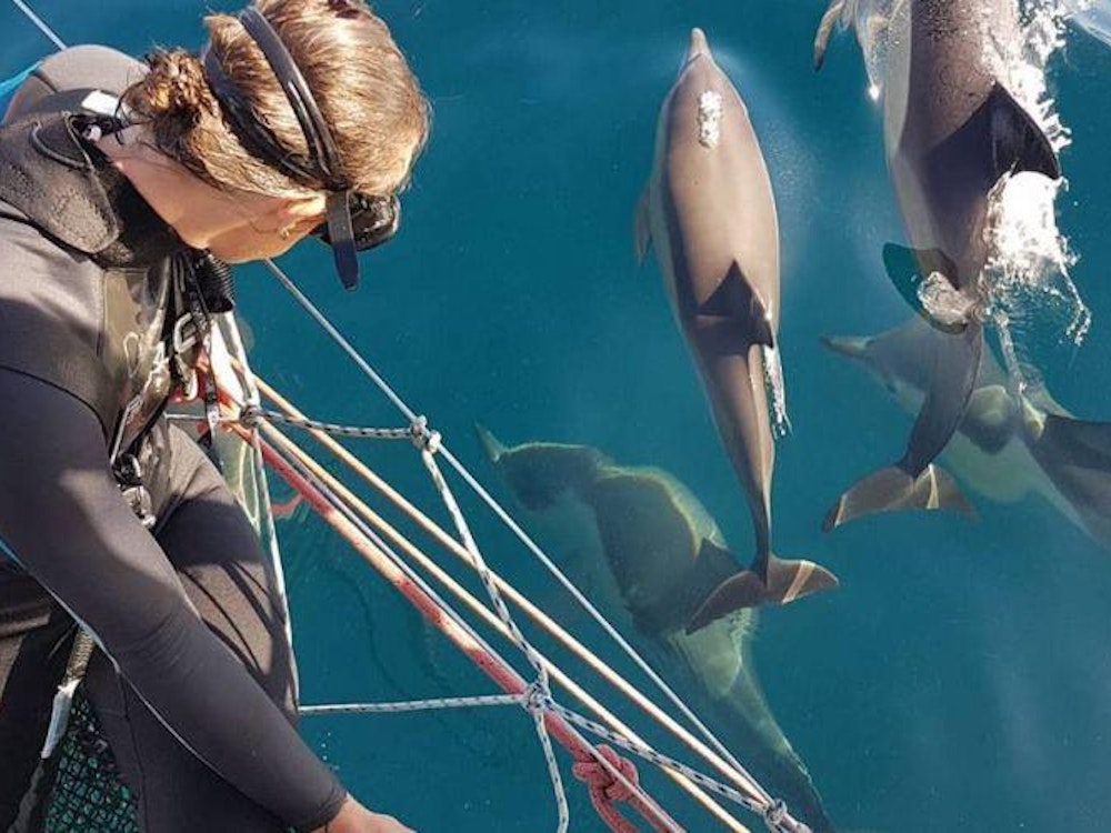 Swim with dolphins | Australia active holiday