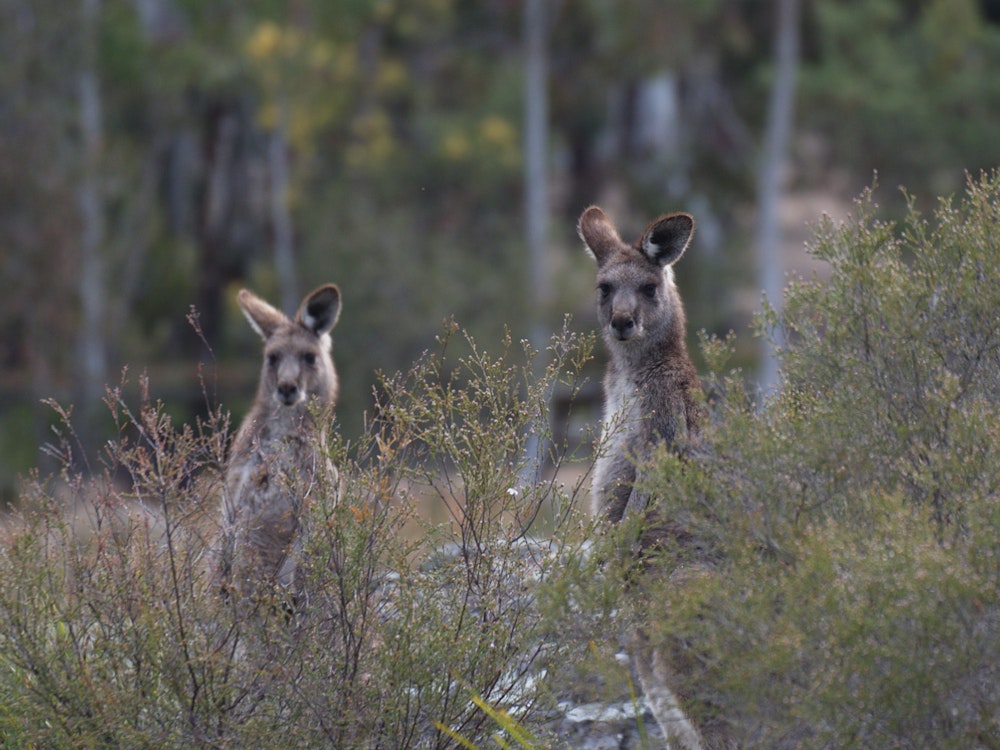 Kangaroos in Blue Mountains | Australia wildlife