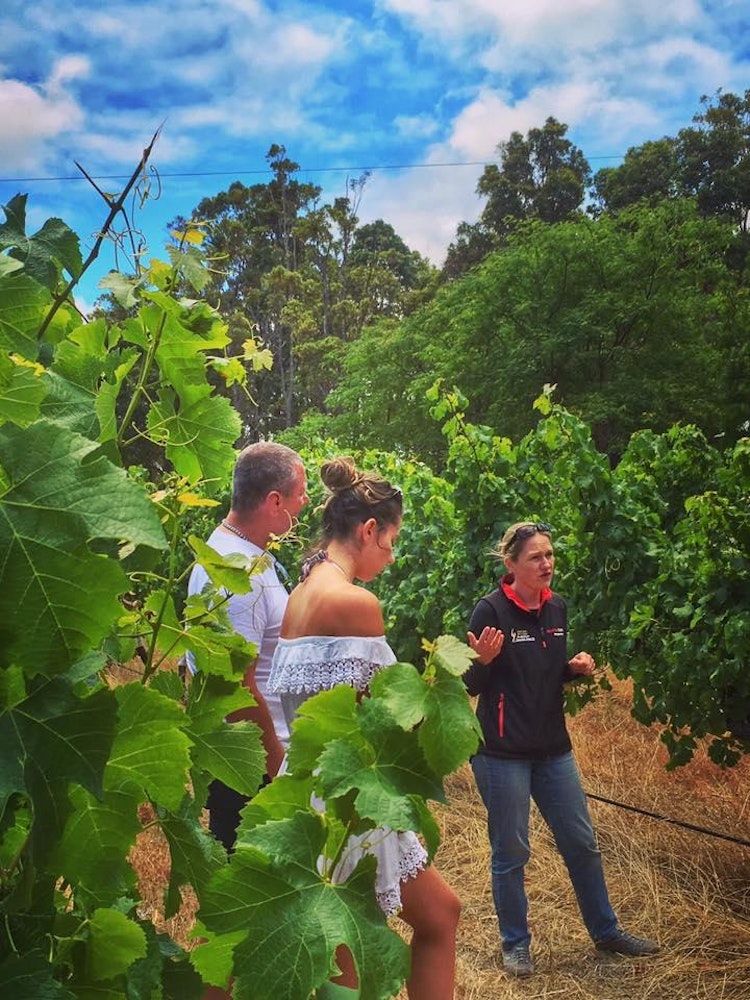 Discover local wines | Australia holiday